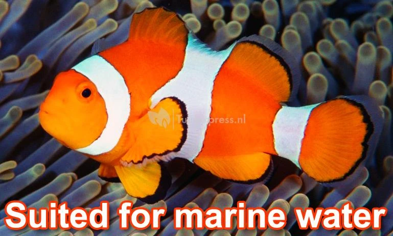 Ecomax O-serie Plus Vijverpomp - Afbeelding 2