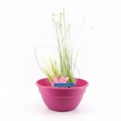 Mini Vijver Kunststof Roze