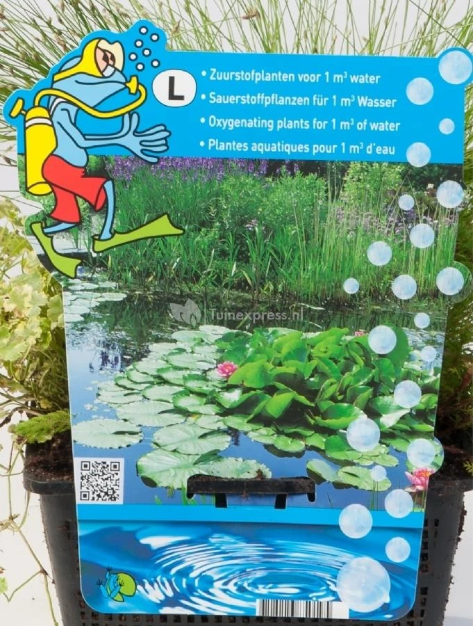 Mix Zuurstofplanten In Vijvermand - Afbeelding 2