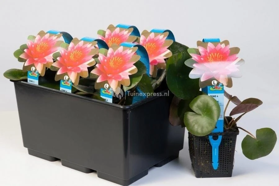 Rode Waterlelie (Nymphaea Attraction) Waterlelie - Afbeelding 2