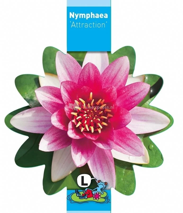 Rode Waterlelie (Nymphaea Attraction) Waterlelie - Afbeelding 3