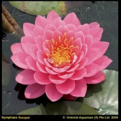 Roze Waterlelie (Nymphaea Fire Opal) Waterlelie