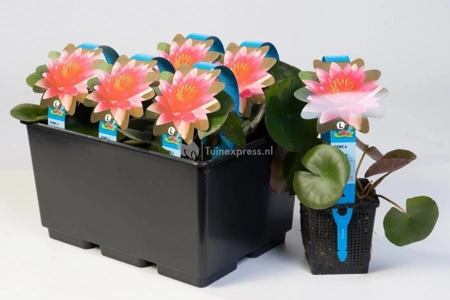 Roze Waterlelie (Nymphaea Marliacea Carnea) Waterlelie - Afbeelding 2