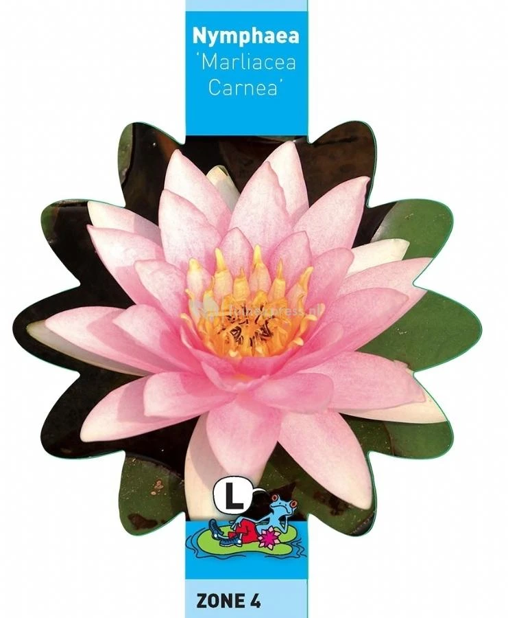 Roze Waterlelie (Nymphaea Marliacea Carnea) Waterlelie - Afbeelding 3