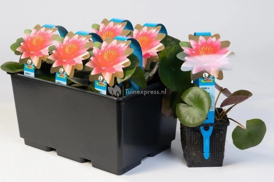 Witte Waterlelie (Nymphaea Alba) Waterlelie - Afbeelding 2