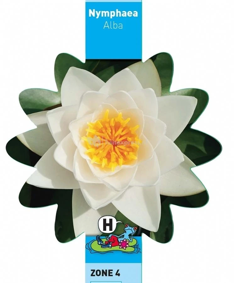 Witte Waterlelie (Nymphaea Alba) Waterlelie - Afbeelding 3