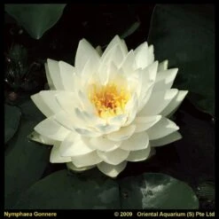 Witte Waterlelie (Nymphaea Gonnere) Waterlelie