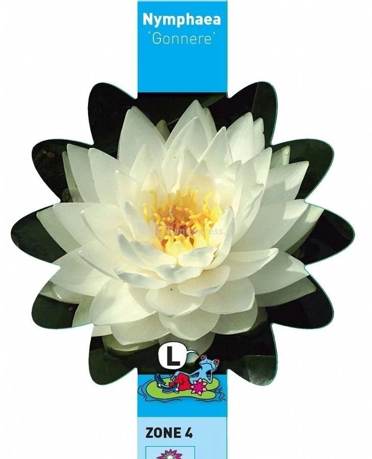 Witte Waterlelie (Nymphaea Gonnere) Waterlelie - Afbeelding 3