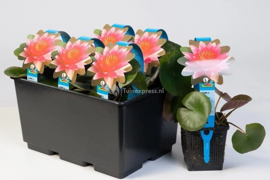 Witte Waterlelie (Nymphaea Marliacea Albida) Waterlelie - Afbeelding 2