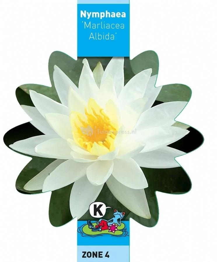 Witte Waterlelie (Nymphaea Marliacea Albida) Waterlelie - Afbeelding 3